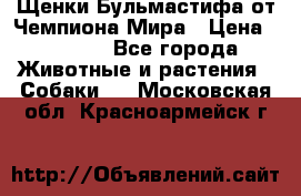 Щенки Бульмастифа от Чемпиона Мира › Цена ­ 1 000 - Все города Животные и растения » Собаки   . Московская обл.,Красноармейск г.